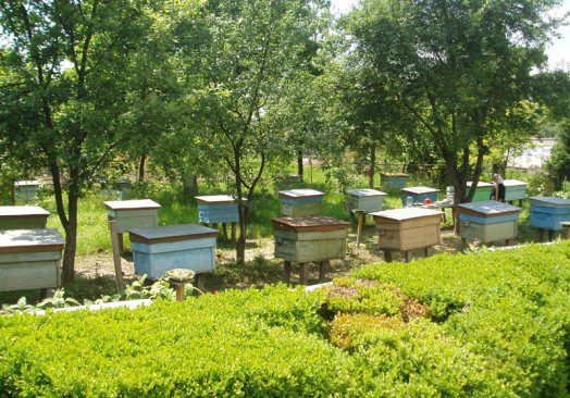 Bee-Keeping EWH